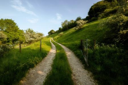 道路绿色草地树木天空夏天自然风景图片