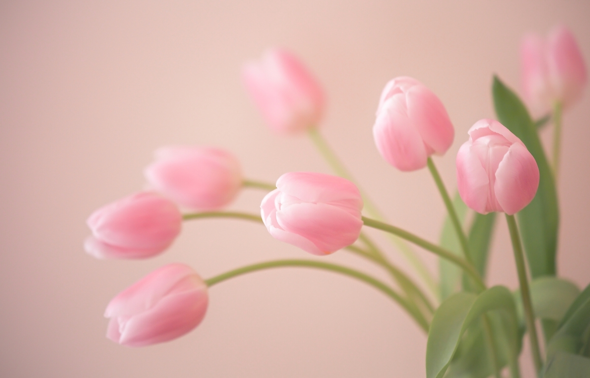 郁金香,花蕾,粉色的郁金香花图片