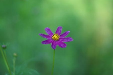 紫色花朵小花绿色背景图片